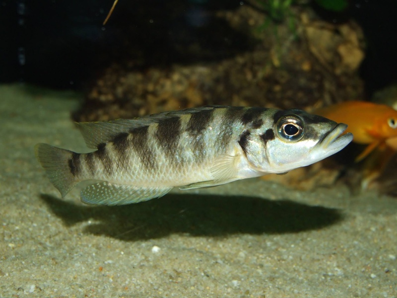 Neolamprologus fasciatus